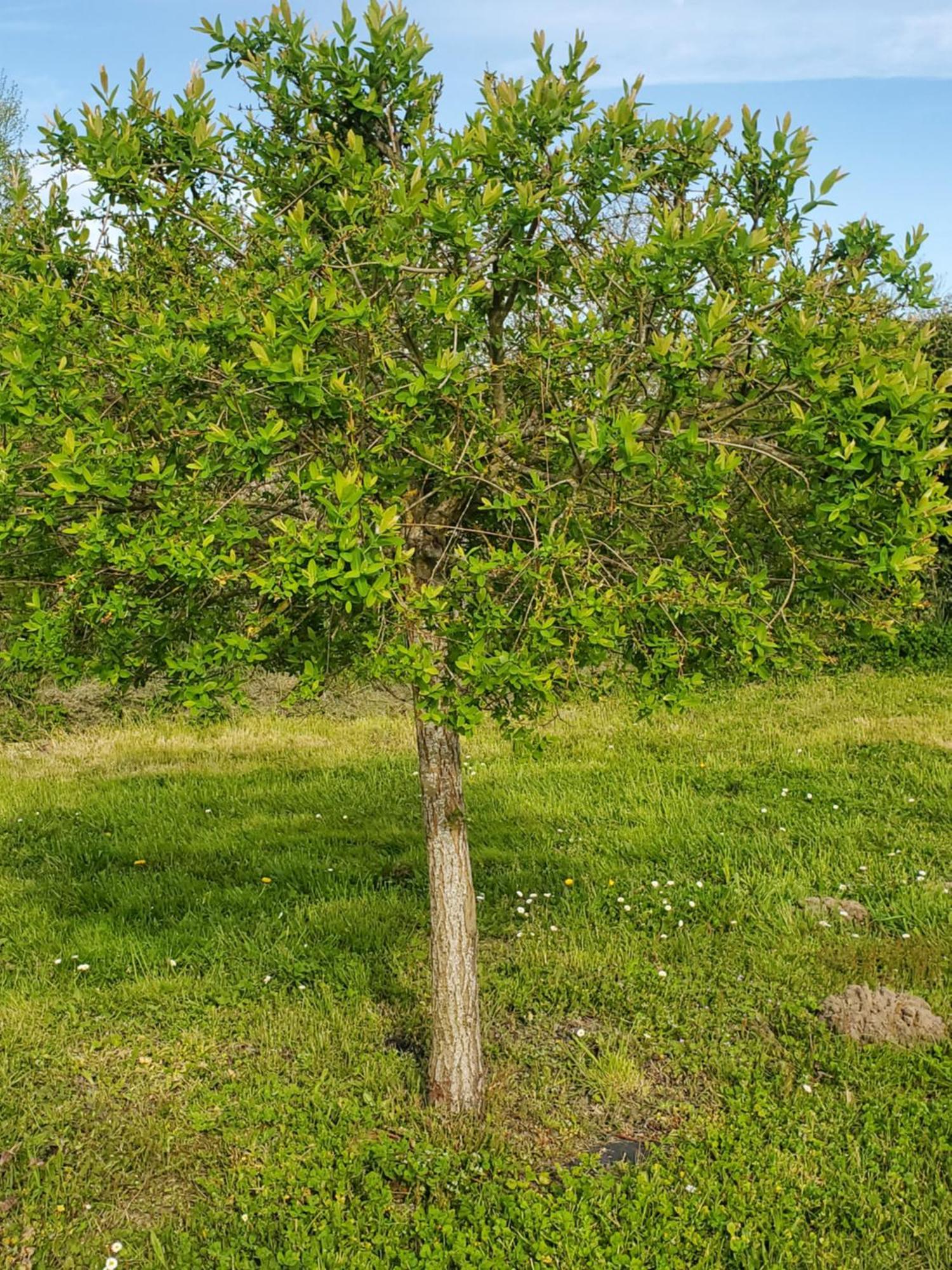 Holiday home Au Coeur De La Touraine
